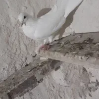 نروماده پرشی|پرنده|نیر (اردبیل), |دیوار