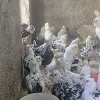 تخم نطفه دار گلین وگلین لری فول کیفیت|حیوانات مزرعه|قزوین, |دیوار