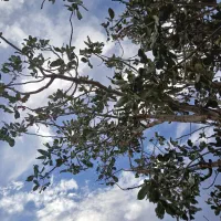 خانه-فروشی-مستقل