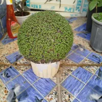 سبزه