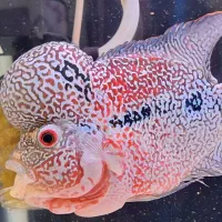 ماهی فلاور|ماهی|اسفراین, |دیوار