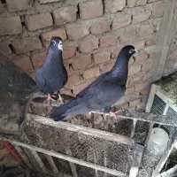 کبوتر معاوضه با مرغ یا جوجه مرغ