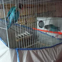 پرنده کتوله عروس هلندی|پرنده|تربت‌حیدریه, ده پائین|دیوار