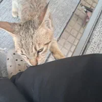 فروش و واگذاری یک گربه ی ماده خانگی