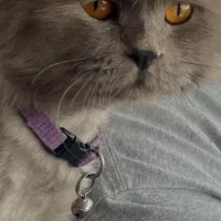 دو عدد گربه نژاد خاص و کمیاب