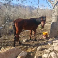 فروش اسب|اسب و تجهیزات اسب‌سواری|سملقان, |دیوار