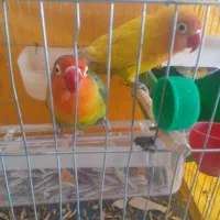 طوطی برزیلی مولد