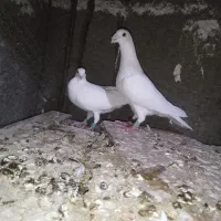 کفتر سفید|پرنده|بیرجند, |دیوار