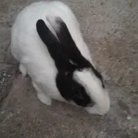 خرگوش نر تخفیف داره|موش و خرگوش|سوسنگرد, |دیوار