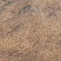 کاه ماش