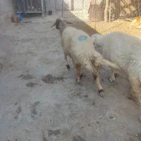 دو راس شیشک