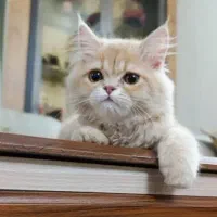 گربه اسکاتیش پرشین ۴ماهه