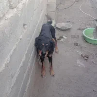 سگ رووت فایلدرماده|سگ|جیرفت, |دیوار