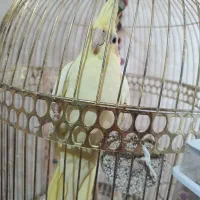 عروس هلندی نر|پرنده|مشهد, امیرآباد|دیوار