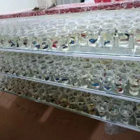 فایتر هالفمن