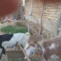 فروش ۲تا بز نر و ماده