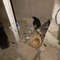 جوجه لاری