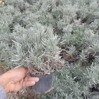 رزماری و اسطوخودوس لاوان|گل و گیاه طبیعی|تهران, لویزان|دیوار