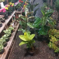 گل ارزان در حراج واقعی ۱۵۰ ت