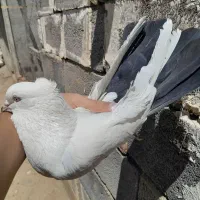 کفتر