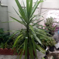 گل یوکا پنج ساله سرسبز|گل و گیاه طبیعی|رشت, دیانتی|دیوار