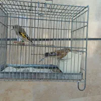 سهره نر و سینه سرخ نر دانه خور