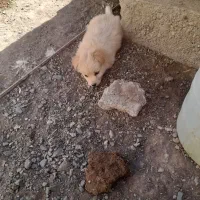 پاکوتاه مینیاتوری نر ریز اصیل نژاد دار جیبی|سگ|میانه, |دیوار