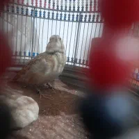 قناری درحال مست شدن