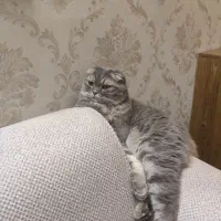 همخانه