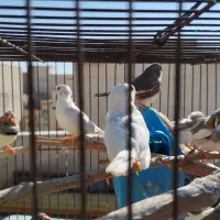 فنچ 100تومان|پرنده|تهران, پرستار|دیوار
