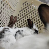 خرگوش کوچولو|موش و خرگوش|گلپایگان, |دیوار