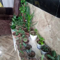 گل سانسوریا