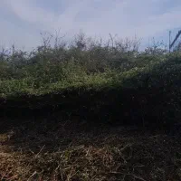 خدمات علفتراشی