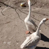 قوغاز|حیوانات مزرعه|صومای برادوست, |دیوار