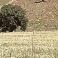 ۷تریلی علوفه عدس. سی میلیون تومان