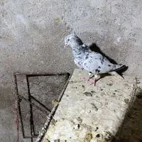رنگی|پرنده|شوشتر, |دیوار