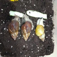 سه عدد حلزون جید و البینو