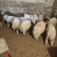 فروش ۱۲ عدد بره پرواری سبک|حیوانات مزرعه|ایلام, |دیوار
