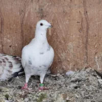 کبوتر پلاکی|پرنده|نوشین شهر, |دیوار