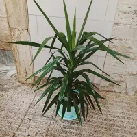 حراج گل و گیاه طبیعی|حراج|اسلام‌شهر, شهرک سعیدیه|دیوار