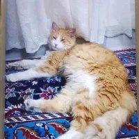 مژدگانی مژدگانی