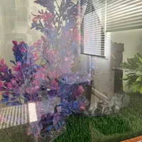 آکواریوم|ماهی|تهران, شهرک امیرالمومنین|دیوار