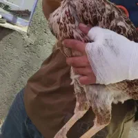 مرغ لاری|حیوانات مزرعه|قیدار, |دیوار