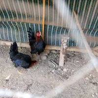خروس بلک استار