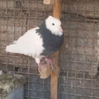 طوقی نر کلافه