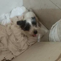 سگ تریرمیکس