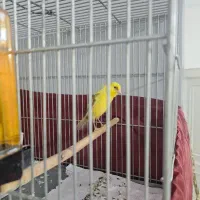 قناری ماده سوپری