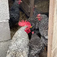 ست پنج ماهه مرغ و خروس آمروک آمریکایی