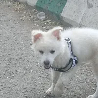 سگ پامر