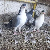 دمگیر واز سینه دم پاک